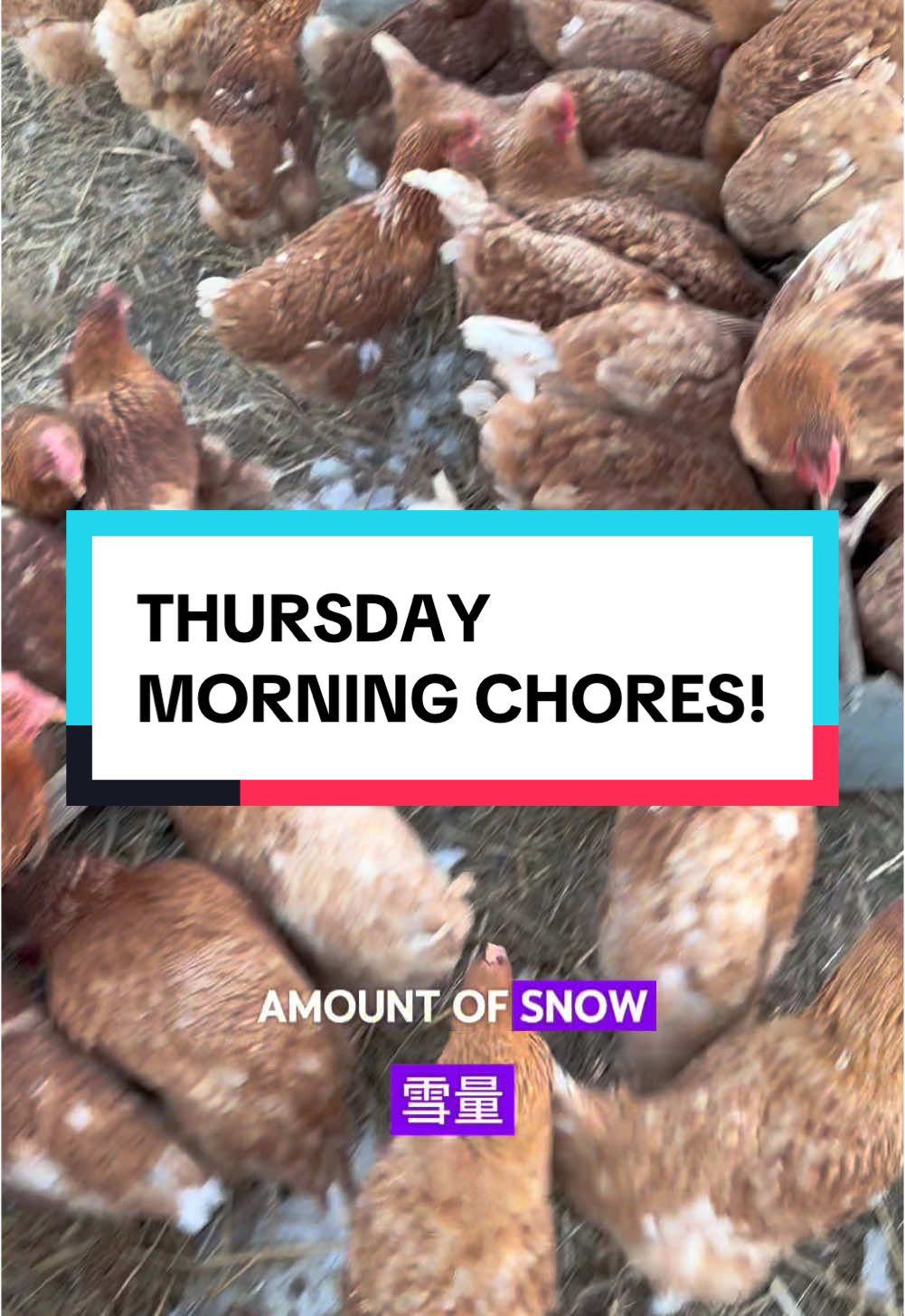 As you can probably deduce from the captions, y’all should consider following me on the Notable Red. Kinda dope over there #sylvanaquafarms #blackbirdcoop #tiktokrefugee #regenerativeagriculture #pasturedpoultry #farmlife #smallfarm #virginia #massfollowing 