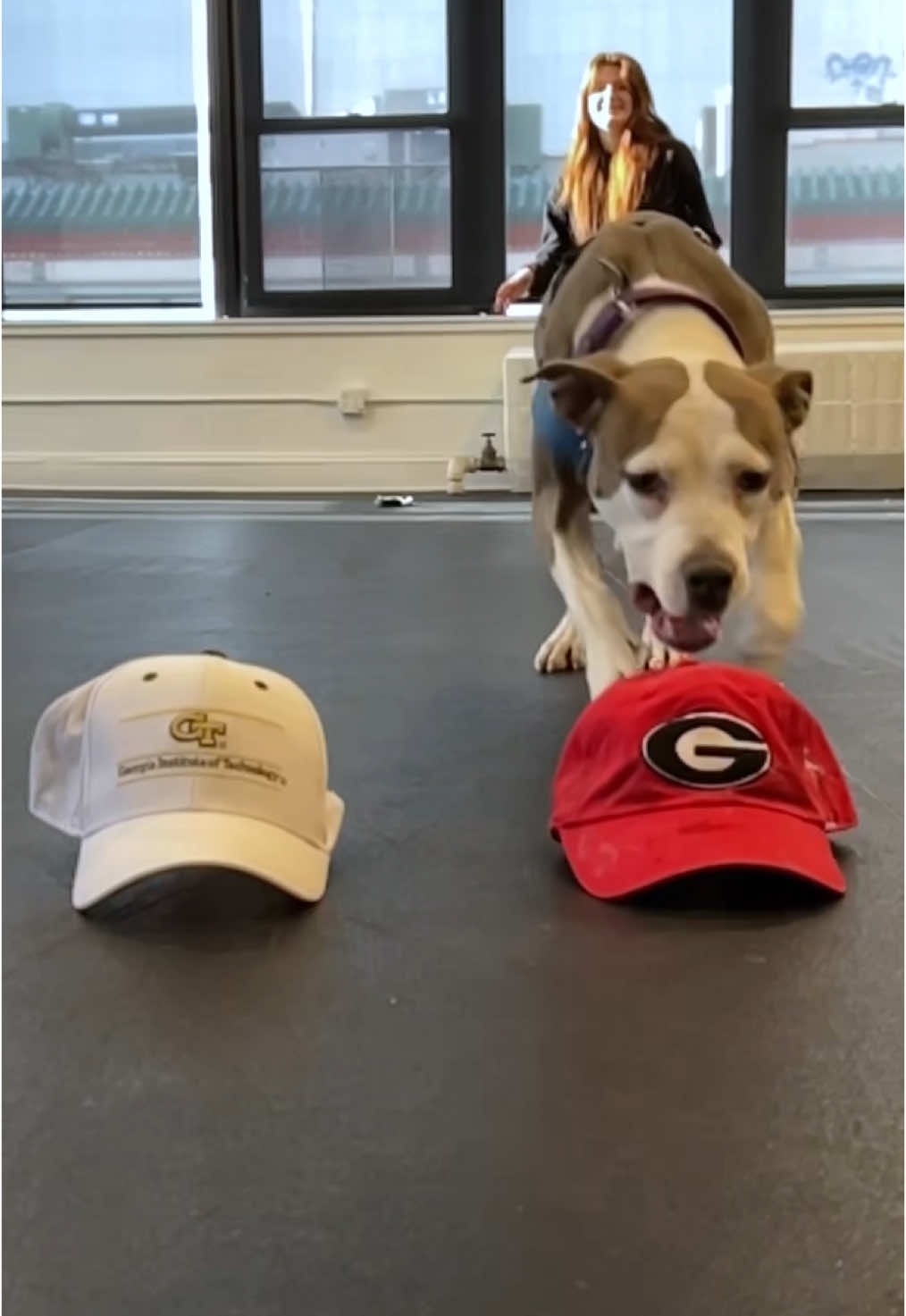 Bulldog or Husky? Watch these pups choose their favorite college teams for National Signing Day. #humankind #pets #animals #sports @T-Mobile @Animal Haven 
