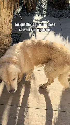 Si ça peut aider 😊 #goldenretriever 