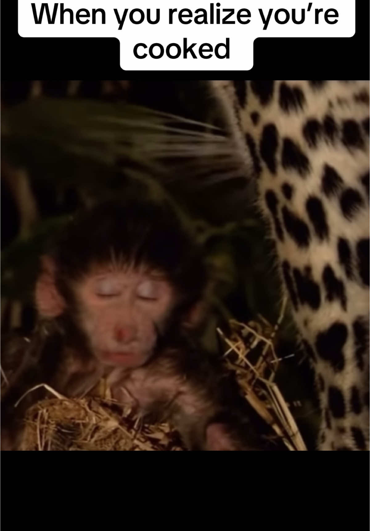 #creatorsearchinsights #foryoupage #monkey #imcooked #meme #leopard #monkeymeme #memes #sad 