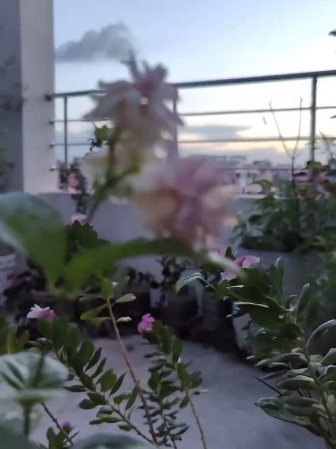 beautiful view in bely flower... #😍😍😍 #foryoupage #foryou #bely #flower #unfreezemyacount #🙏vewsproblem🥺🙏 #fypシ゚viral #bdtiktokofficial #growmyaccount #tranding #viral @For You House ⍟ @TikTok Bangladesh @TikTok 