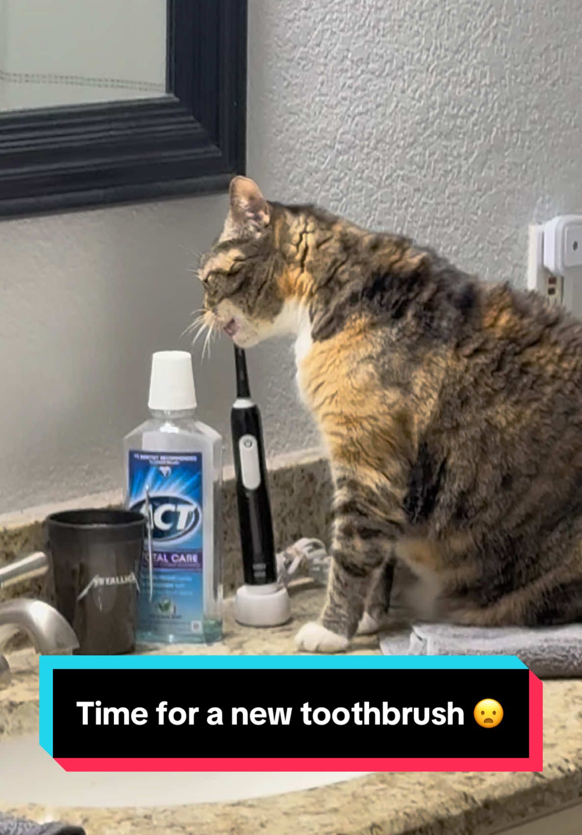 🤦🏻‍♂️#cats #Cats #catsoftiktok #badcatsoftiktok 