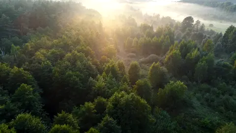 Sunny mornings are the best right? 💚☀️ Music: Peder B. Helland - Sunny Mornings #relaxingmusic #meditationmusic #sleepmusic #soothingrelaxation #calmmusic #relaxing #pederbhelland #relax #nature #beautifulpiano #relaxingpianomusic #calm #calmpiano #piano #pianomusic #beautifulmusic #dreamy
