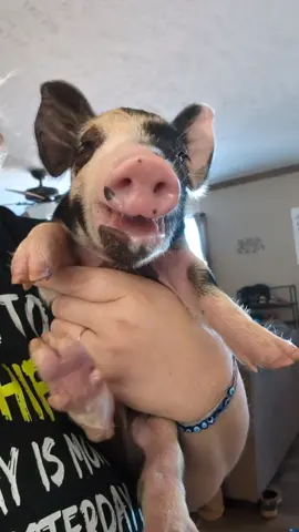 In case you've ever wondered what a baby piglet sounds like 🐷  your welcome 