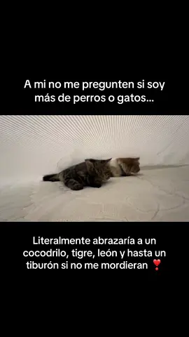 Amor eterno a los animales 🥰 #animallover #amorporlosanimales 