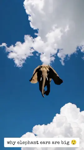 #elephants #flying 