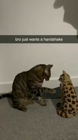 Shake my hand!!  🎥: Unknown DM for credit or removal #cats #catsoftiktok #catlover #cattok #catlovers #catsoftiktok #catsvideo #cat #emporiumpets 