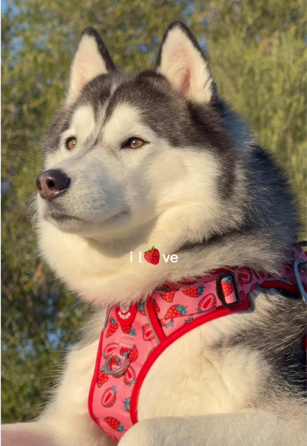 Mi princesa de fresa 🍓 estrenando conjunto de @Dukier #fresa #strawberry #pink #huskys #siberiano #belleza #viral #ilove #CapCut #paratiiiiiiiiiiiiiiiiiiiiiiiiiiiiiii #apoyoplissssssssssssss💞 #vida #paravoce 