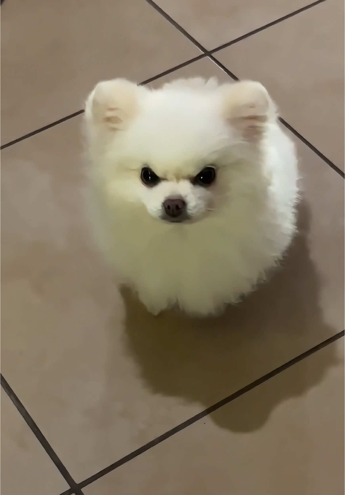 Bro is angry!😡 #pomeranian #pomeranianpuppy #pomeranians #puppy #puppylove #puppylife #puppytiktok #dog #doglover #dogsoftiktok #pet #pets #PetsOfTikTok #petlover