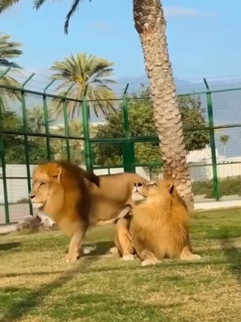 #lions 