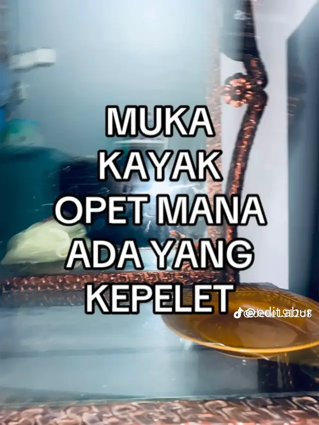 KE OPEH #xyzbca #nttpride🏝🔥 #fypage 