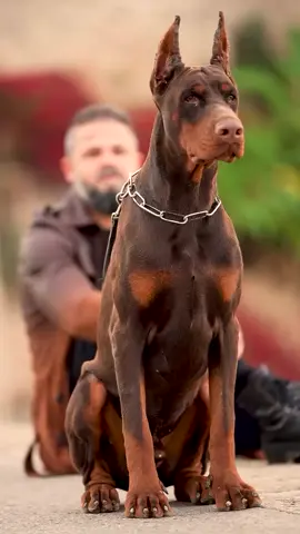 Beast mode on 🔥 tag an and share 👕 SHOP your T-Shirt, Hoodie or Leggings NOW by clicking the link in my bio (profile) ➡ @dobermanninas SHOP NOW⤵ What is your favorite shirt⁠ 💥 𝗦𝗛𝗢𝗣 𝗡𝗢𝗪 🔥𝗟𝗜𝗡𝗞 𝗜𝗡 𝗠𝗬 𝗕𝗜𝗢 👆🏻 𝗦𝗵𝗶𝗽𝗽𝗶𝗻𝗴 ✈️ #doberman_pinschers #doberman_instagram #dobermansofig #dobermandogs #alldoberman #dobermanlover #dobermanpinscher #dobermannlove #dobermanlovers #dobermanpinscherpuppy #doberman_infinity #doberman_universe #dobermandog #instadoberman #dobermantimes #minidoberman #fawndoberman #dobermannofinstagram #dobermanofig #dobermannpinscher #dobermanpincher #dobermangang #doberman_akc #americandoberman #dobermanpinschersofinstagram #blackdoberman #bluedoberman #dobermannation #doberman_worldwide #dobermanmix