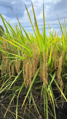 Kepuasan MR269 tapi kalau hujan angin mlm tidur pun tak lena…pokok tak kuat tapi tangkai panjang buah lebat…. Setiap jenis padi ada kelebihan masing2..#sungaibesarpaddyfield🌾🌾 #jiwabendang #petanimoden #faiterpadi🌾🌾🌾🌾 #MR269 #oripadi🌾 #t30dji #t25dji #t20prodji #sekinchanpaddyfield🌾🌾 #kubota9540 #newholland #fypシ 