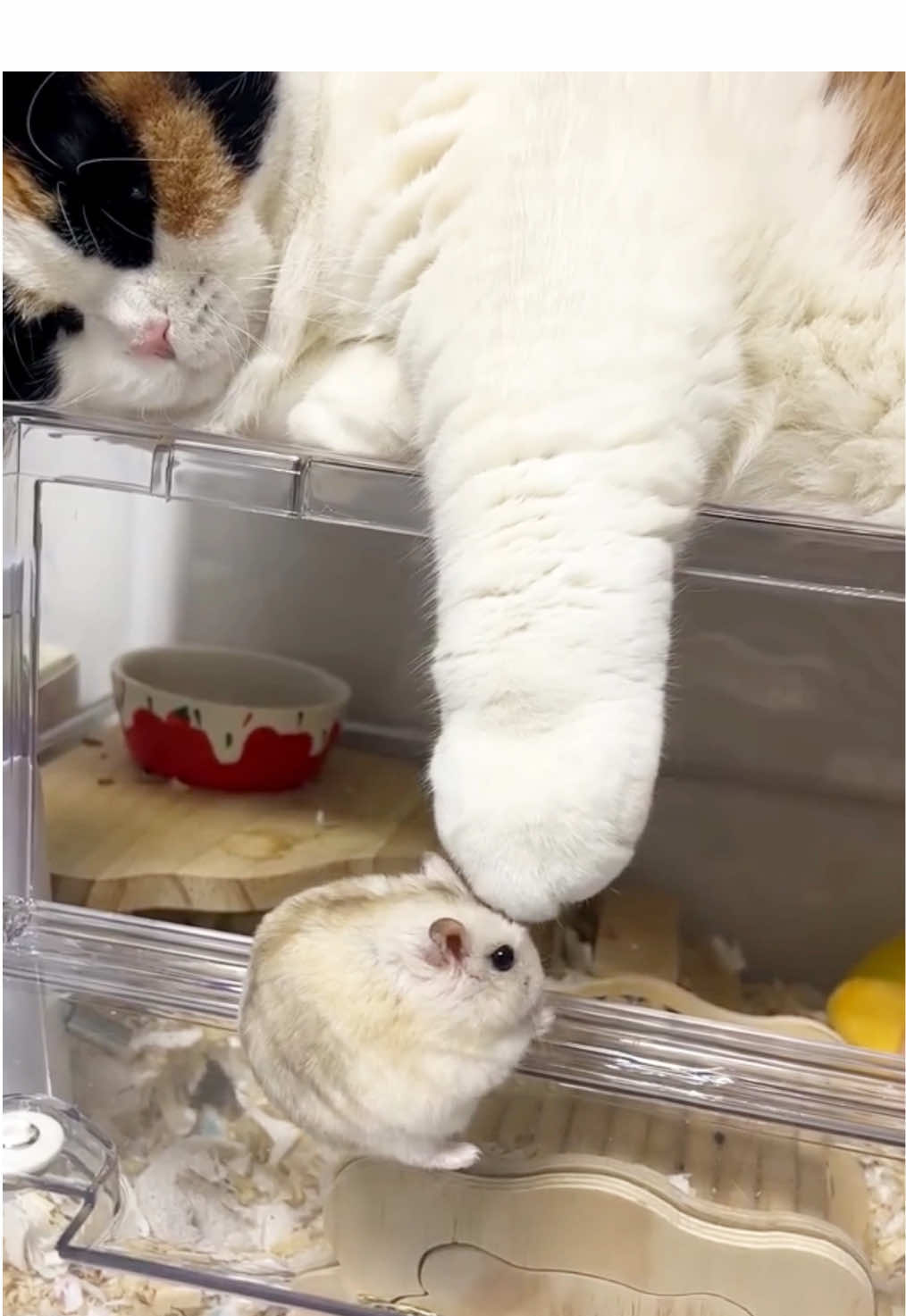 Top products for your cat! Click in bio for offers! #cats #adorablecat #catlover #cutecat #catoftiktok #meow #funnycat #funnyvideos #kat #pet #cuteanimals 
