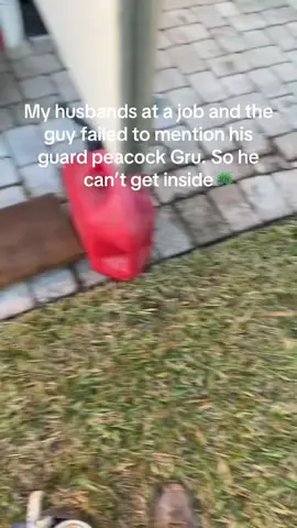 The guard peacock 🦚 @Barstool Outdoors (via:@whitleycramer) 