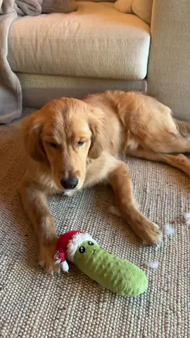 Like make it makes sense 😒 ##puppy##goldenretriever##goldenretriever##cutepuppy