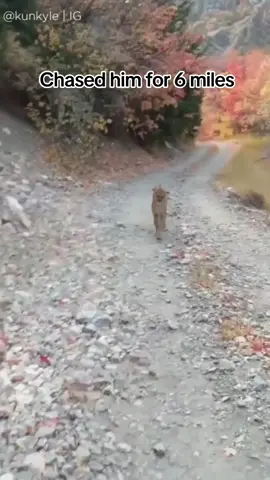 Imagine being chased by this for 6 miles #cat #bigcat #Hiking #hike #scary #kittens 