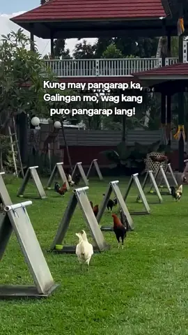Totoo!! #viral #fyppppppppppppppppppppppp #foryou #fypシ #sabongnation🐓pures #chickenreviews #gamefarm #goodvibesonly 