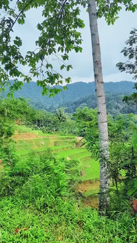 udah mulai keliatan nih Curugnya Curug ngebul  #cianjur #cianjurjawabarat #fyp #original #foryoupage #fypシ゚ #berandamu #xyzabc 