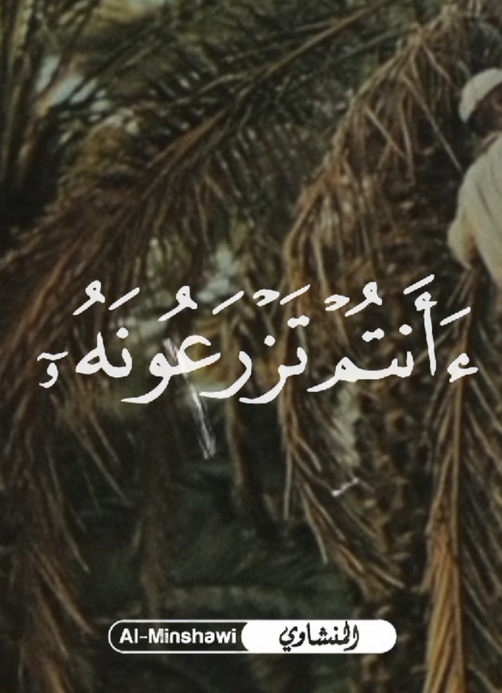 🦩| أَفَرَأَيْتُمْ مَا تَحْرُثُونَ 🤎🤎🤎 .  .  .  #الشيخ_محمد_صديق_المنشاوى #المنشاوي  #قران_كريم #quran #قران #سورة_الواقعة 