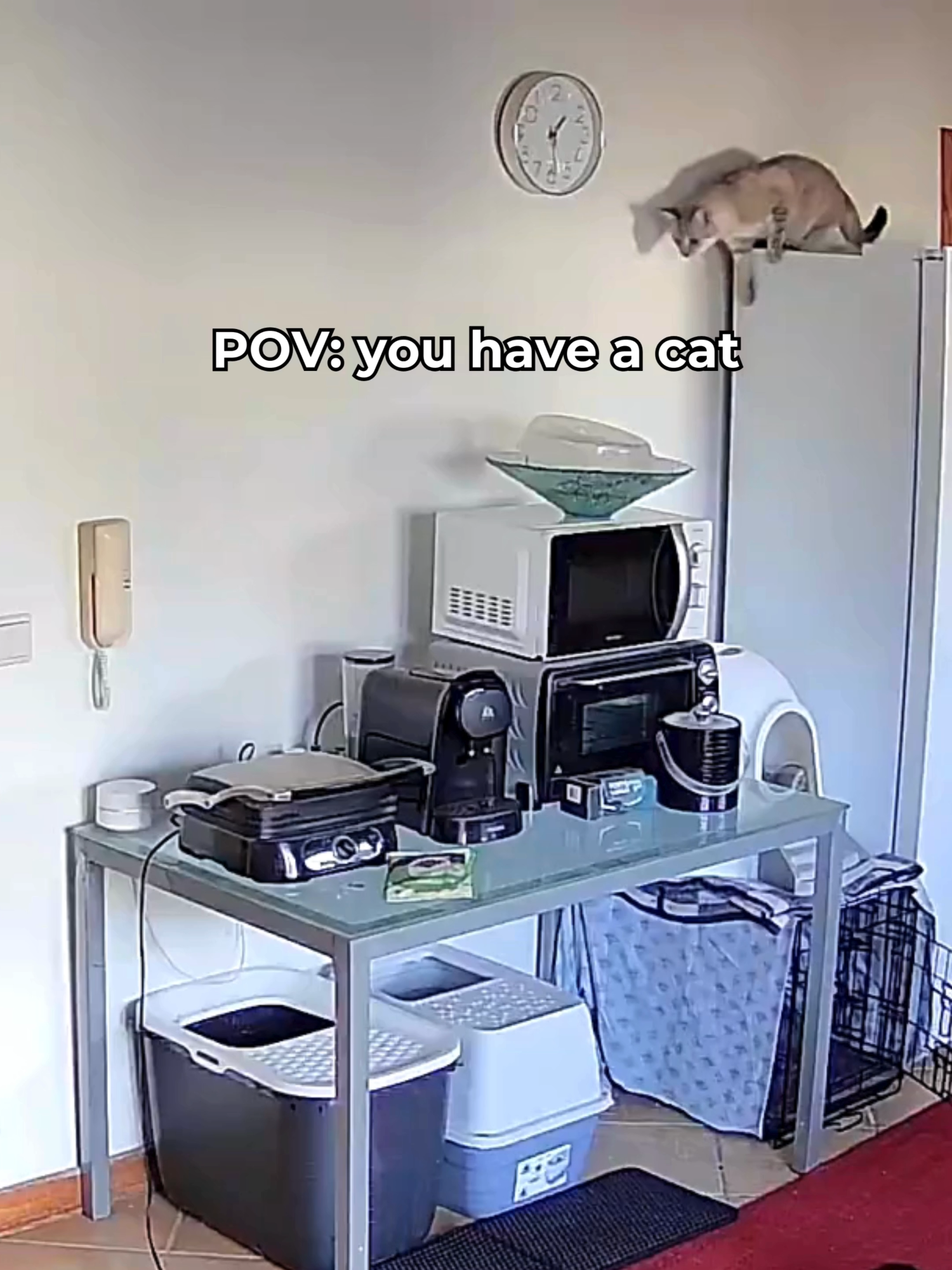 Just a regular day in a cat owner’s life—unexpected chaos and lots of laughter. 😹💥  On International Laughter Day, let’s celebrate the little comedians in our lives who keep us laughing (even while we’re cleaning up the mess). What’s the craziest thing your pet has ever done? Share your stories below! 🐾✨  #laughterday #catswillbecats #funny #funnypet #funnycats #maven #mavenpet #petcare #cats #pets #petowners