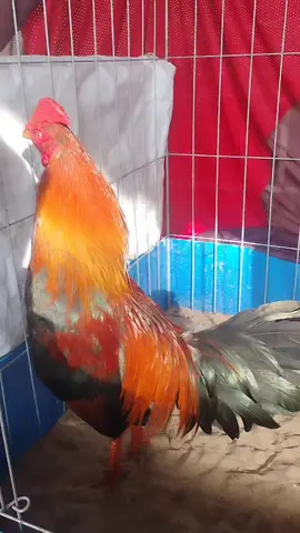 2k2.80 2x 1 mắt nha ae ơi đá cái bo tê tái #chienkec1  #ganoivietnam🇻🇳 #xuhuongtiktok 