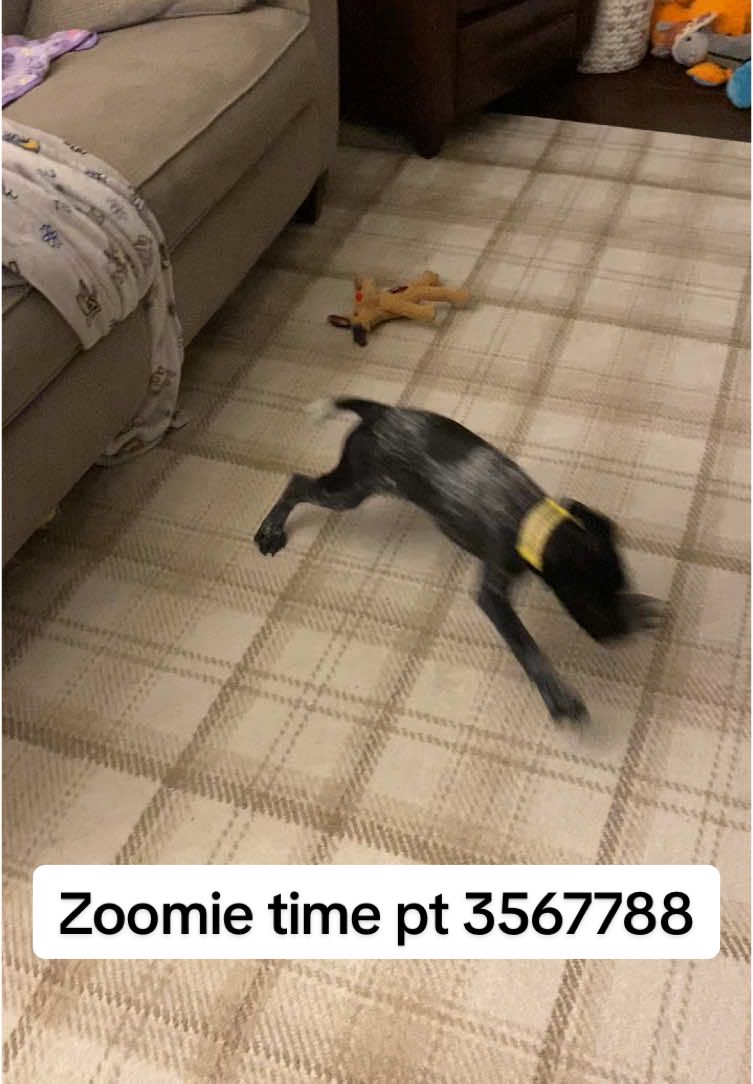 Zoomie time all the time #germanshorthairedpointer #viralvideo #zoomies #fyp #gsp #gspsoftiktok 