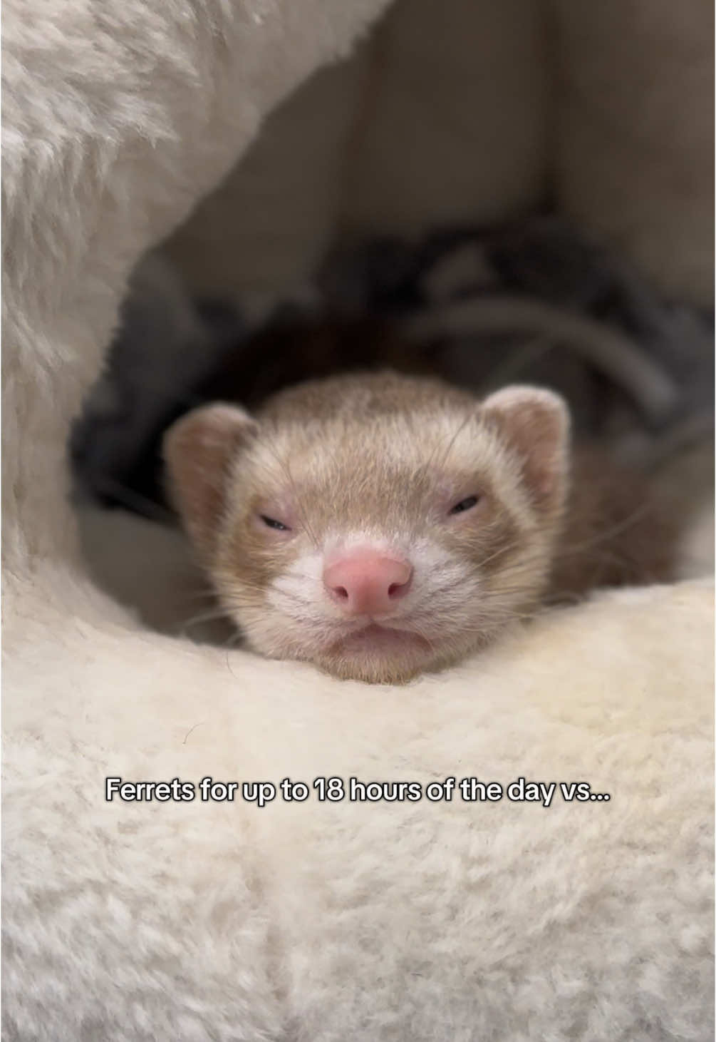 Best of both worlds 😅💞 #ferret #pets #ferrettok #cuteanimals #huron #ferretvideos #hyunjin 