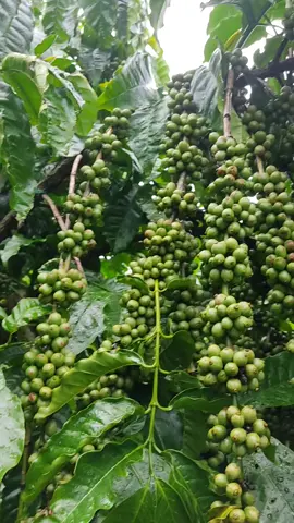 #xuhuong #cà phê thả đọt