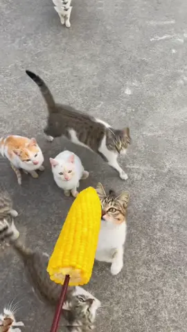 A stray cat that likes to eat corn #cat #cute #catsoftiktok #fyp 
