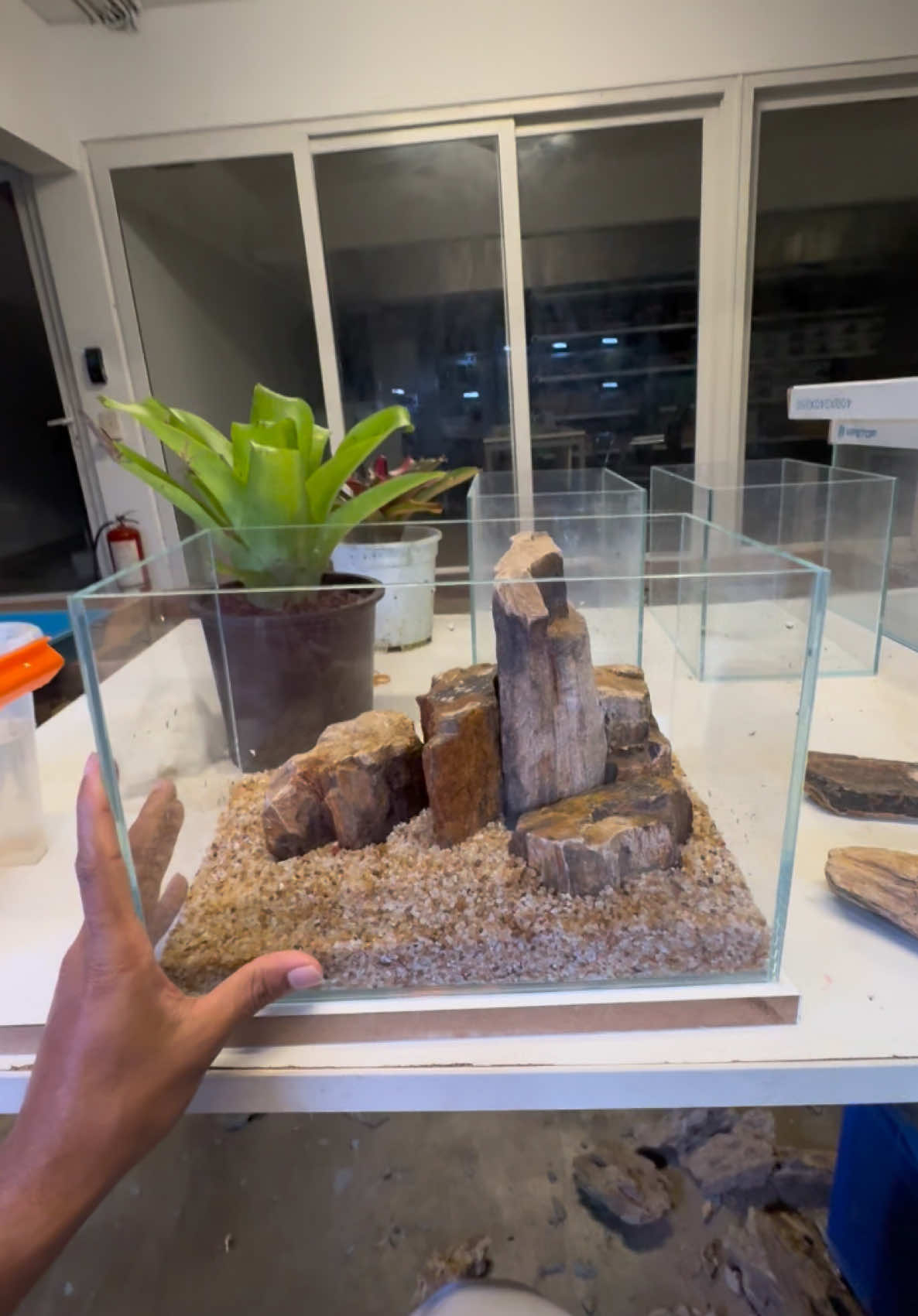 30 cm ultra clear nano tank setup with petrified wood stone hardscape 🤗♥️ Full setup Rs 5,500/ Available at @Aquascape.LK  #aquascape #petrifiedwood #nanotank #aquaticplants #aqua #natureaquarium 