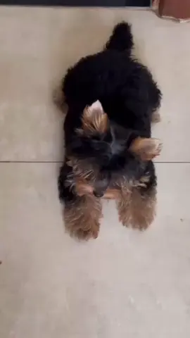 #fyp #tiktok #foryoupage #viralvideos #funnyvideos #duet #trending #Love #DogsofTikTok #FYP or #foryoupage #DogPhotography #Puppy #DogOfTheDay #DogLover #DogLife #This Corgi Loves Dancing With Snoopy #servicedog Dog Uses His Skills To Bust Into the Bathroom  #ForYou, #ForYouPage, and #fyp 