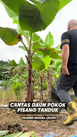 Rutin mingguan pruning daun pisang. Kerat yg kuning dan tinggalkan daun yg hijau. Kebun nampak kemas dan cantik. #sirrahfarm #farmercaptain #pisangtanduk #petanimuda #plantain #banana 