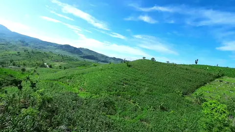 Yuk ngepot….😅 #drone #pilot #fpv #diving  #bukit #lahan #jagung #video #cinematic #droneshot  #bojonegoro #sekar #bojonegoromatoh  #bojonegoro24jam  #fyp #reels #tt #viral Dishare boleh, dicolong jangan 🫡