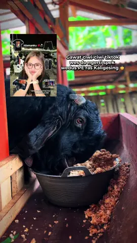 Gek ndang siapno gacomu bolo #fypage #etawa #etawaluarbiasa #pekaligesing #kambingetawa #kambingpekaligesing #kambingpe 