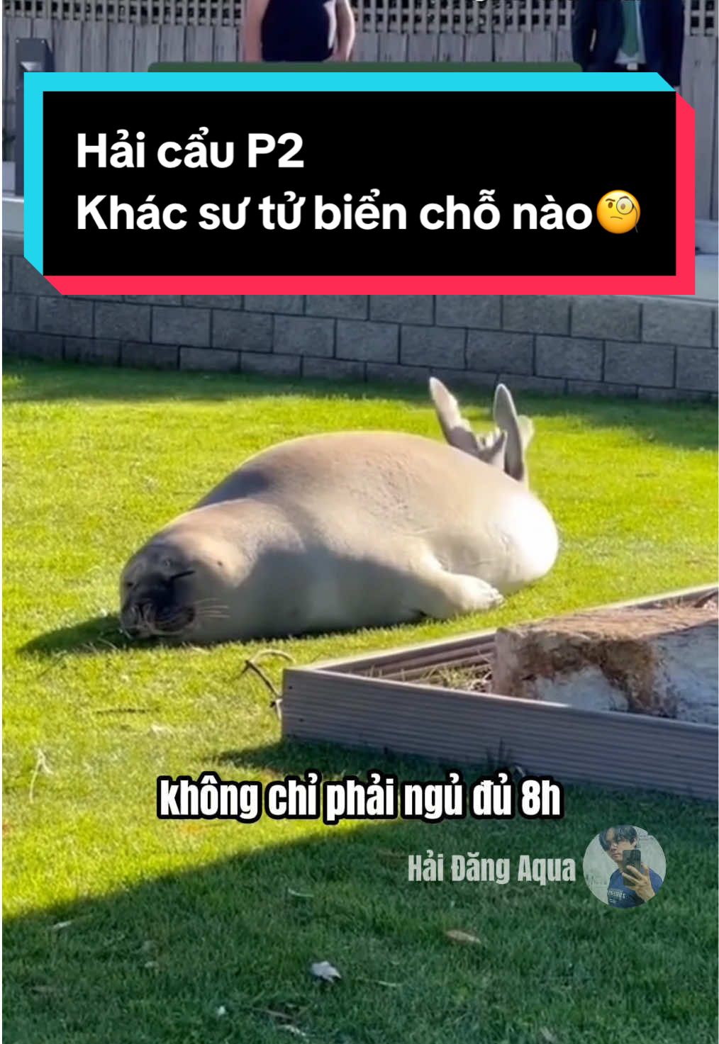 Cái nết ngủ này quen quen ấy nhề.  #CapCut #hải_đăng_aqua #haidangaqua #hải_cẩu #seal #water_seal #water_dog #sư_tử_biển #cuteanimals 