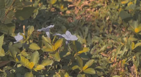 Guys, please help me out—what’s the title of this song? This is an old video, and I can’t find it anywhere. I keep searching for the ‘tententententen song’ and nothing comes up!😭 #cinematic #fyp #nature #edit #fyppppppppppppppppppppppp #flowers 