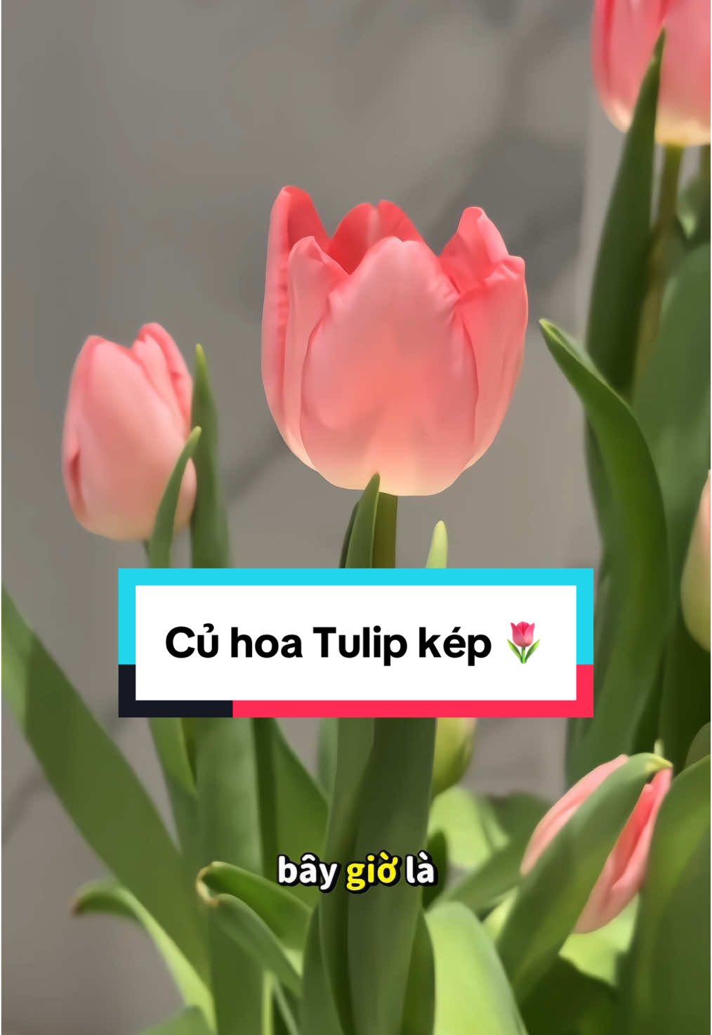 Trồng hoa Tulip để tặng cr 🌷 #thienmink1 #hoatulip #tulip #hatgiong #tronghoa #hoaxinh #hoadep