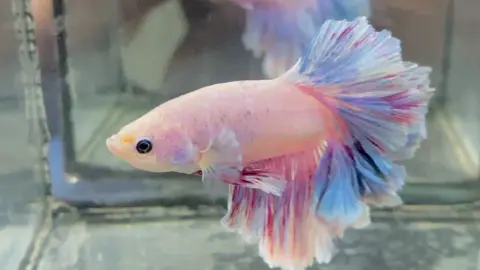 #ปลากัดสวยงาม #betta #ปลากัดหางกุหลาบ #bettathailand #ปลากัด 
