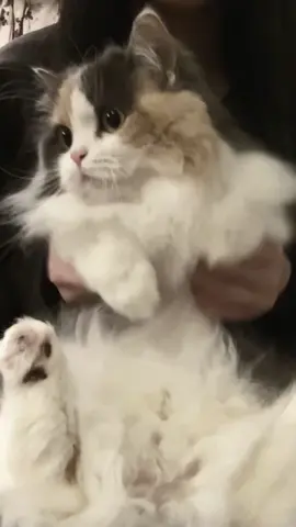 せっかくなのでうちのねちこやんをお呼びしました #VOLTACTION #チクタクしてみた #DeLuLu #踊ってみた 