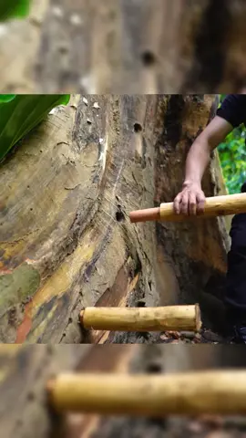 Building a Vine House on an Old Tree - Part 1 #bushcraft #build #camp #camping #survival #shelter #wildlife #Outdoors #outdoor #viralvideo #fyp #shorts #construction