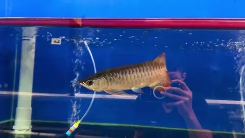 Super Red Kapuas 26cm  #johorbahru#arowana #arowanafarm