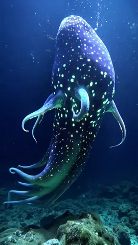 #ocean #seacreatures #deepsea #nature #nationalgeographic #scary 