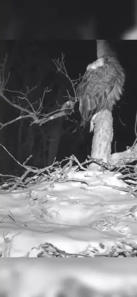 Sleeping Eagle vs. Sneaky Owl: Classic Hit & Run! 🦉🦅 #WildlifeDrama   Ever seen an owl pull off the ultimate sneak attack? This eagle never saw it coming… literally! Watch nature’s funniest hit and run unfold. 😂 #EagleVsOwl #NatureComedy #WildlifeMoments