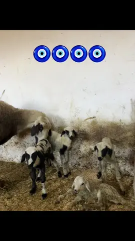 Allahtan gelene boynumuz kıldan ince #dördüzler #karya #sakız #çoban #koyun #kurban 