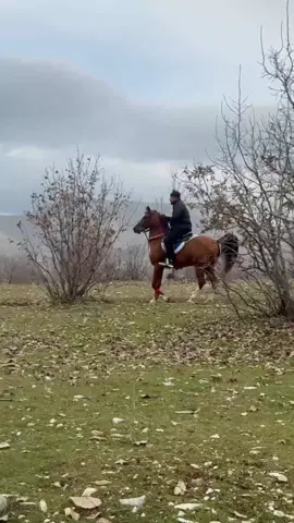 ماشااللە. ئەسپە کانی شاوک  شاە  بێقەرار   جەنەڕاڵ  #سلێمانی_هەولێر_کەرکوک_دهۆک #هەولێر_سلێمانی_دەهۆک_ڕانیه_کەرکوک #سنە_بۆکان_مەریوان_سەردەشت_مهاباد #شاوک #foryou #بازیان 