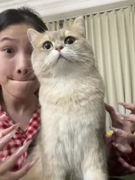 #cat #kitty #cutecat #funnycat #catsoftiktok 