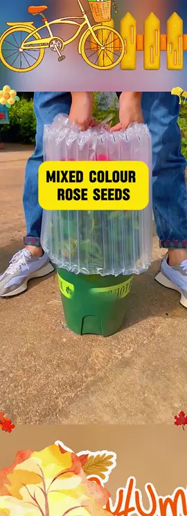 #rose #roseseeds #growingflowers #rose #lovelifelove flowers #flowersandgreenery #mixedcolorroseseeds #pottedplants    