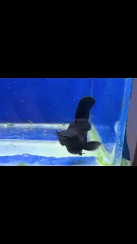 #fishkeeper #fishkeeping #mollyshow #champion nangayayat whahahah tumira kasi ng chix 
