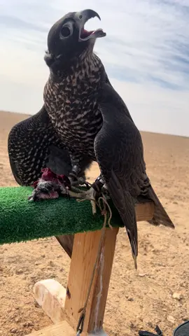 العقاب يحوم فوق الطير بعد الدعو#بوشاهين☠️ #مطروح_وهلها🔥💪😎 #الشعب_الصيني_ماله_حل😂😂 